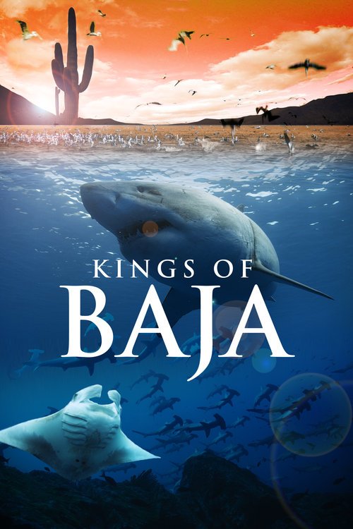 Poster of the movie Kings of Baja