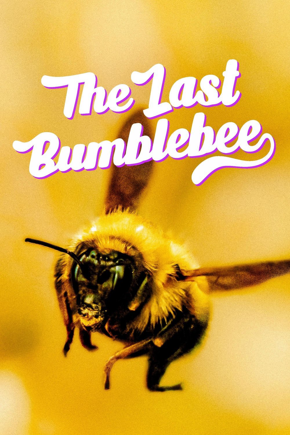 L'affiche du film The Last Bumblebee