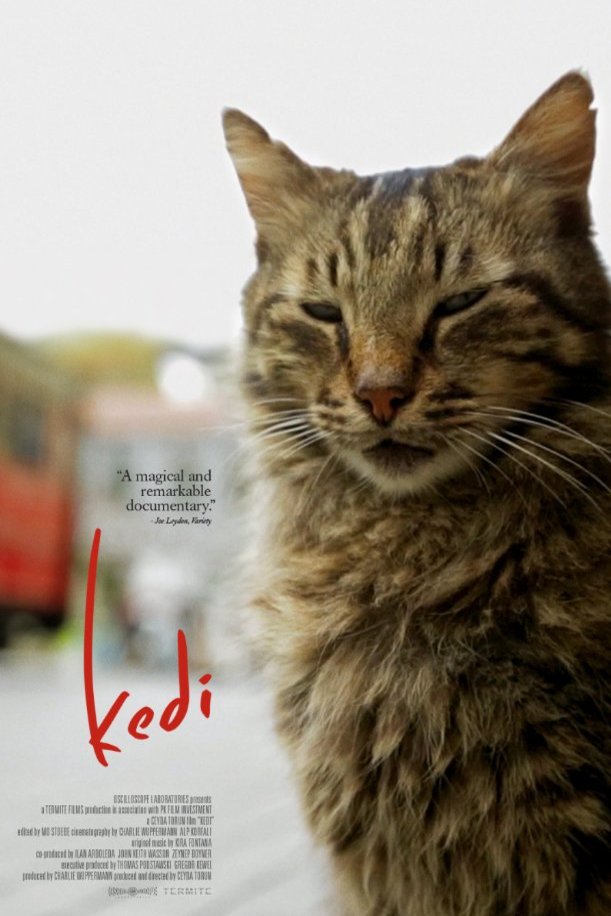 L'affiche du film Kedi