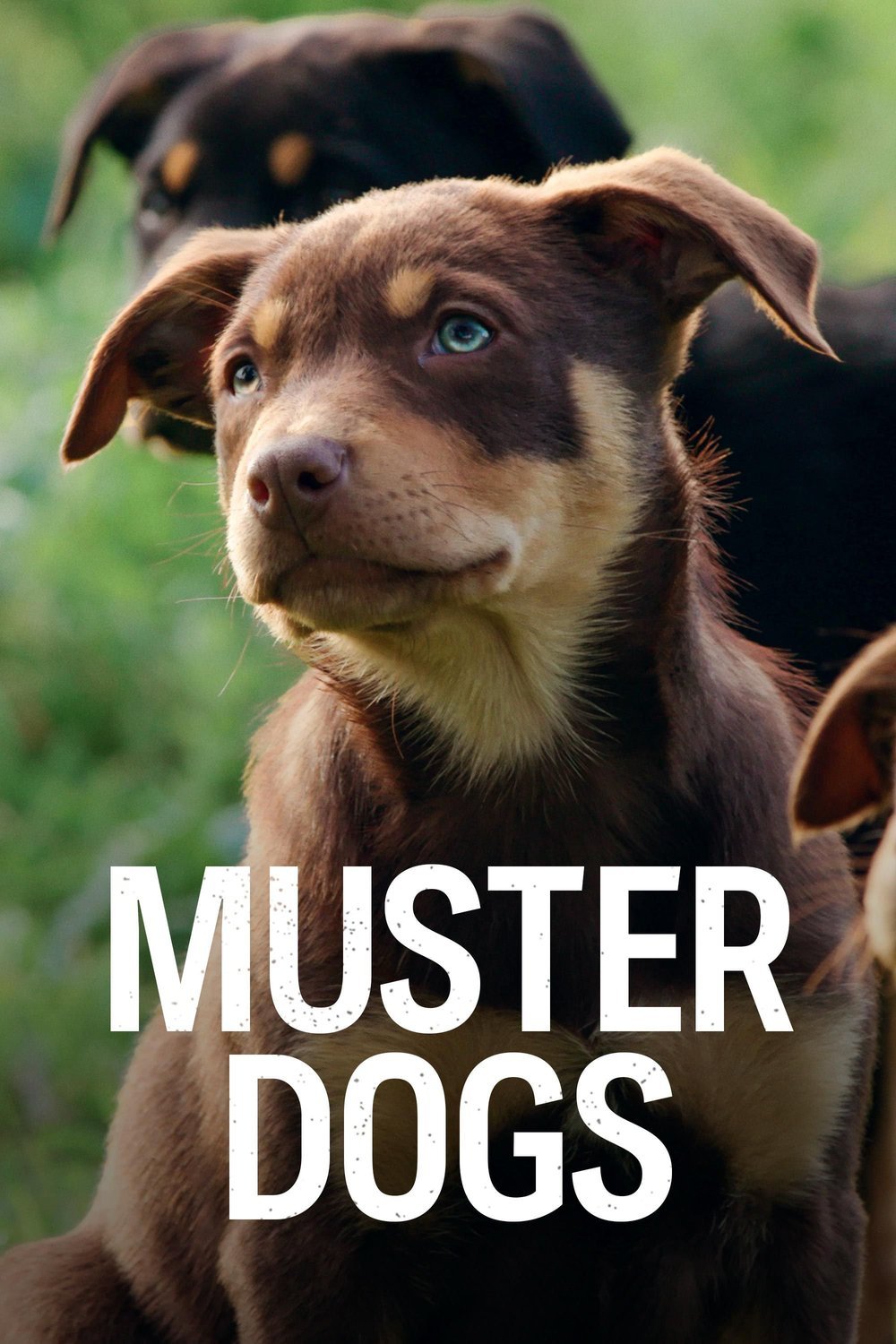 Poster of the movie Muster Dogs