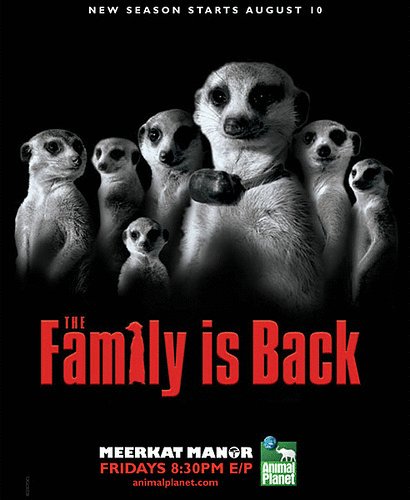Poster of the movie Meerkat Manor